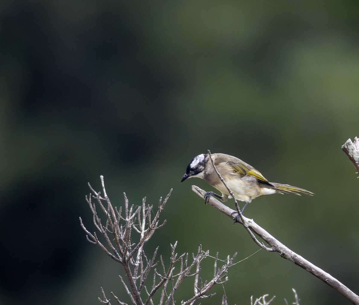 Light-vented Bulbul (sinensis) - ML646302440