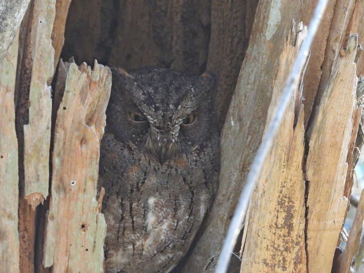 Сплюшка мадагаскарська - ML646302441