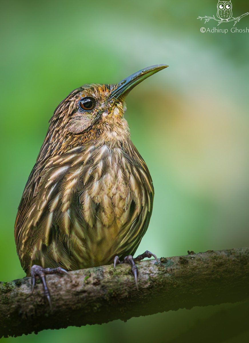 Long-billed Wren-Babbler - ML646302442