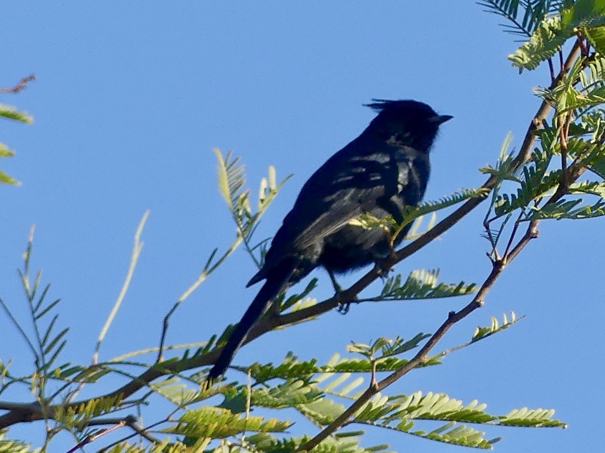 Phainopepla - ML646302444