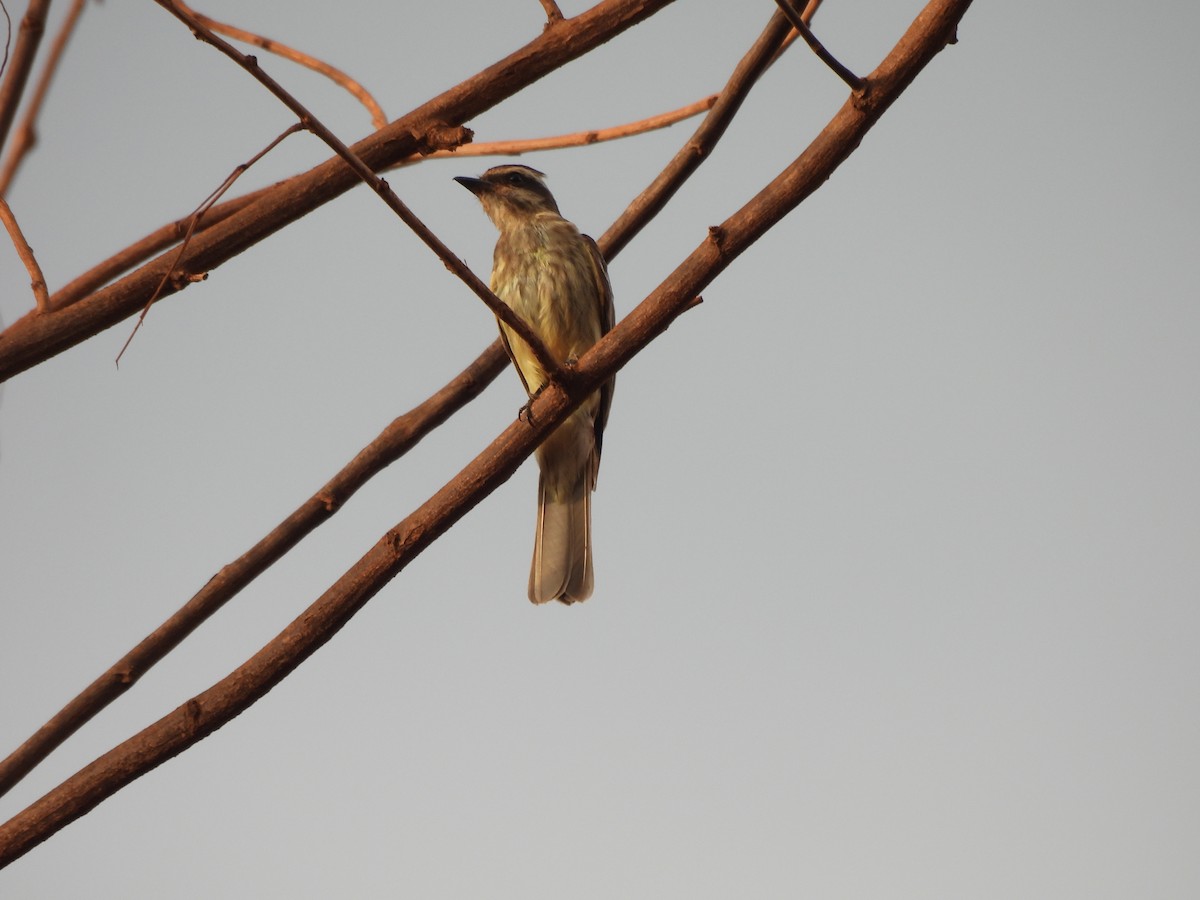 Туквіто строкатий - ML646302446