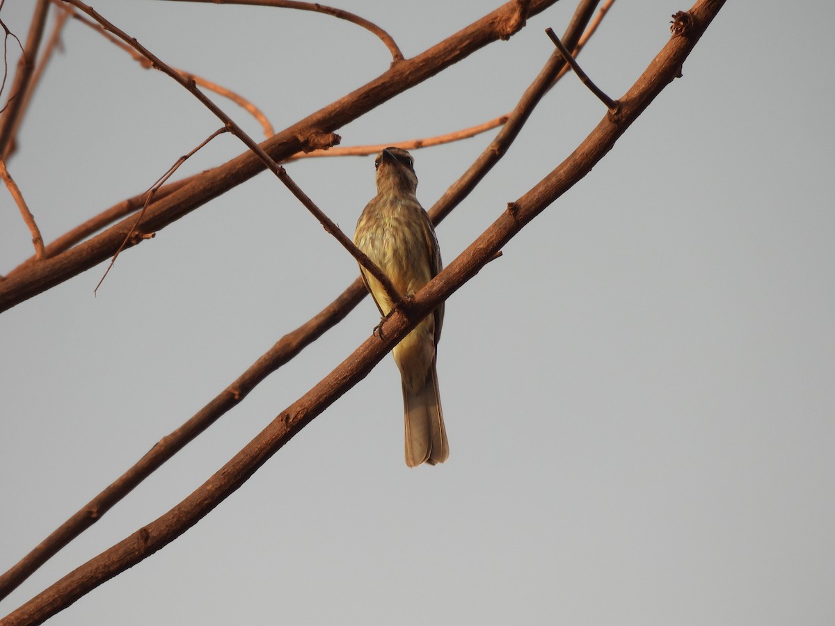 Туквіто строкатий - ML646302447