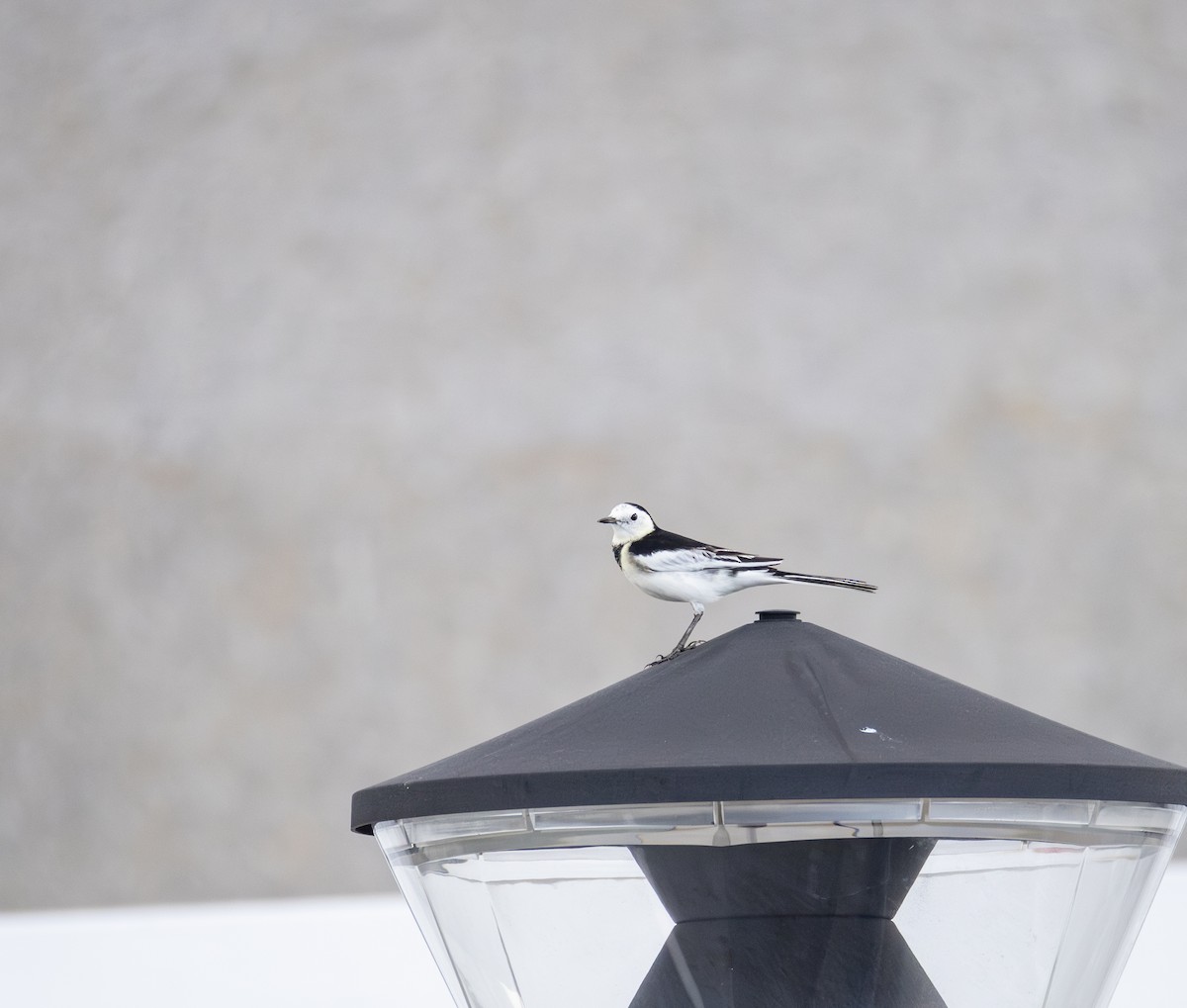 Плиска біла (підвид leucopsis) - ML646302450