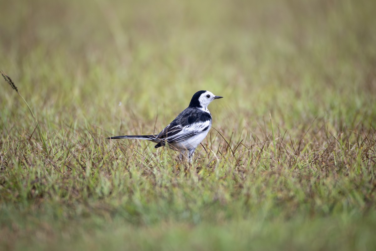 Плиска біла (підвид leucopsis) - ML646302451