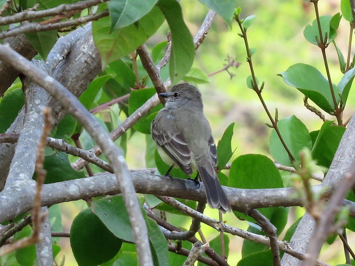 Тиранчик-короткодзьоб північний - ML646302452