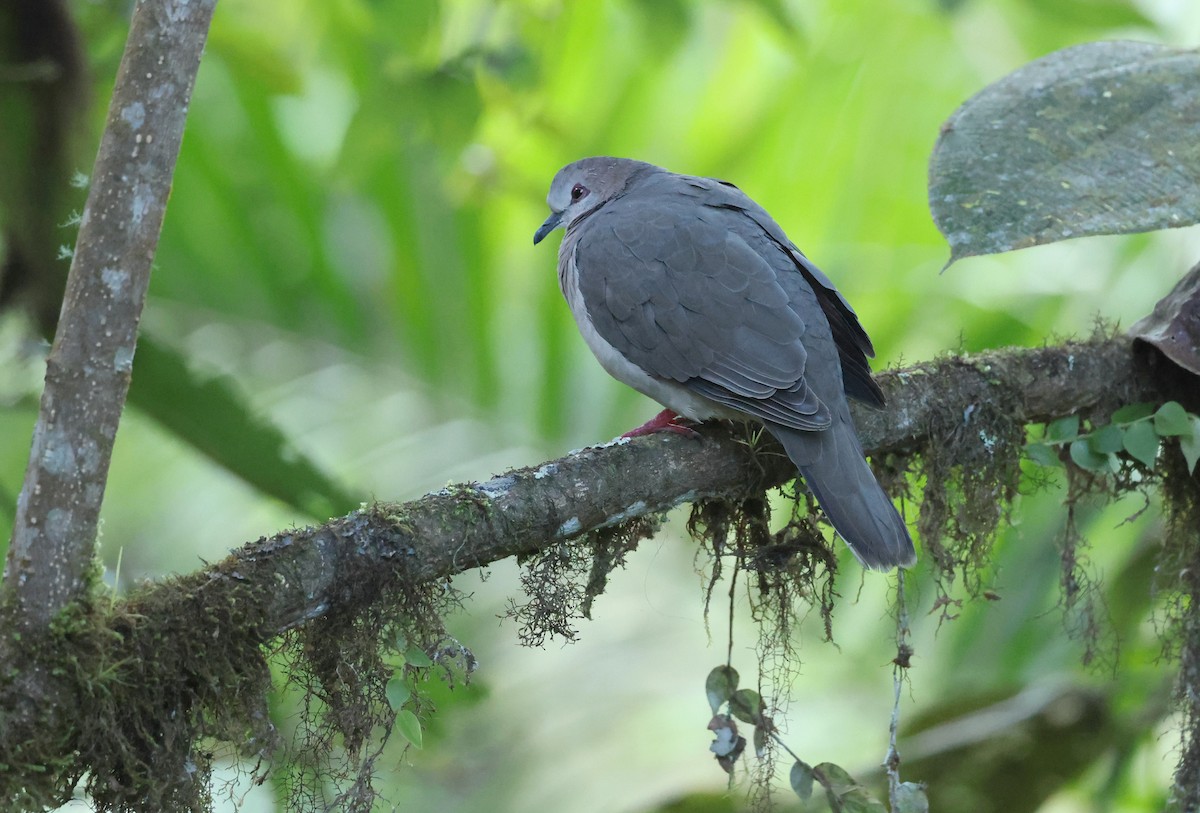 Горличка білолоба - ML646302453