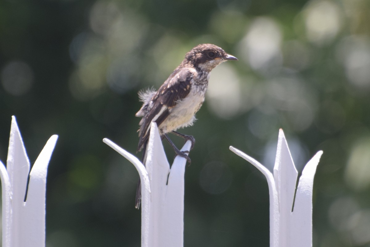 Гонолек південний - ML646302454