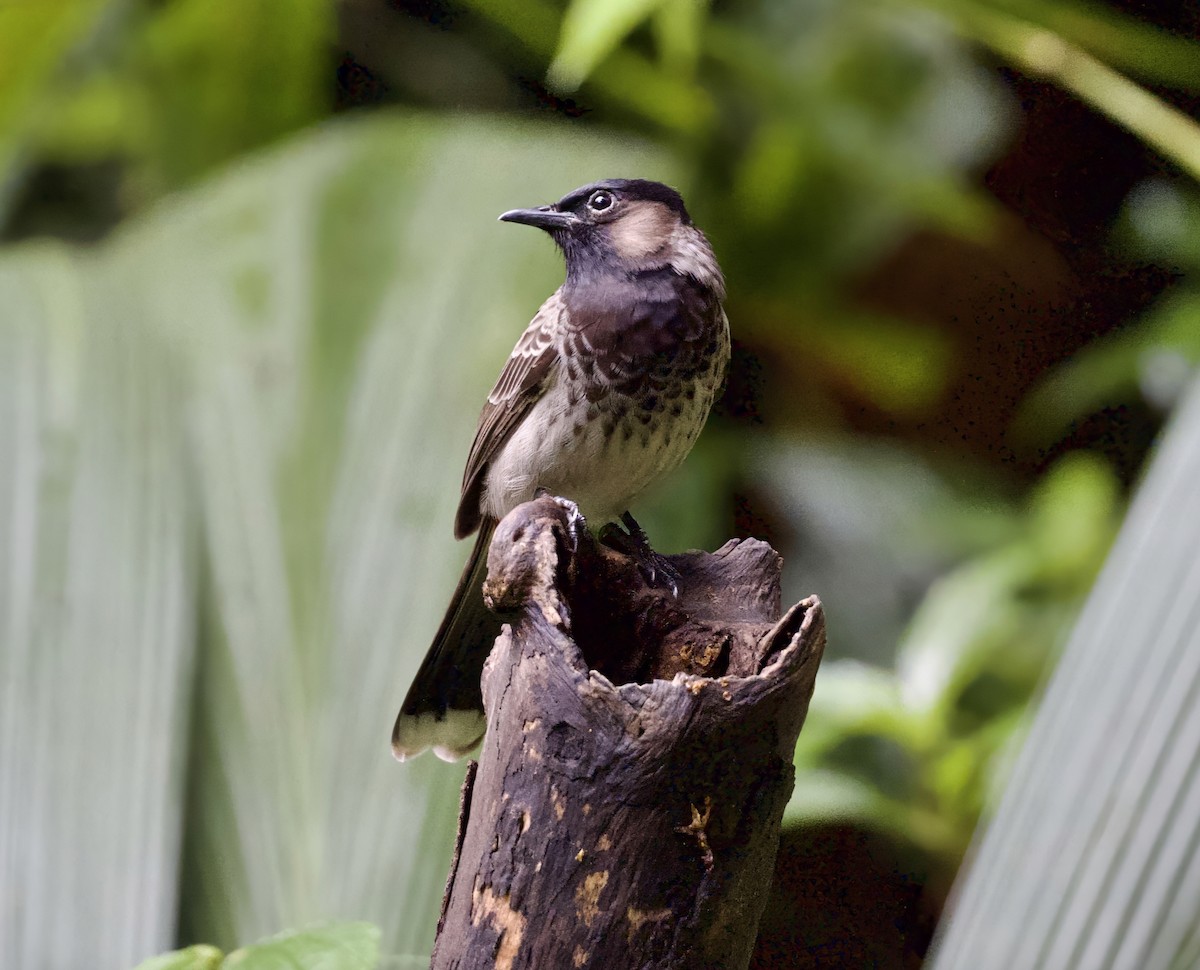 Бюльбюль червоногузий - ML646302455