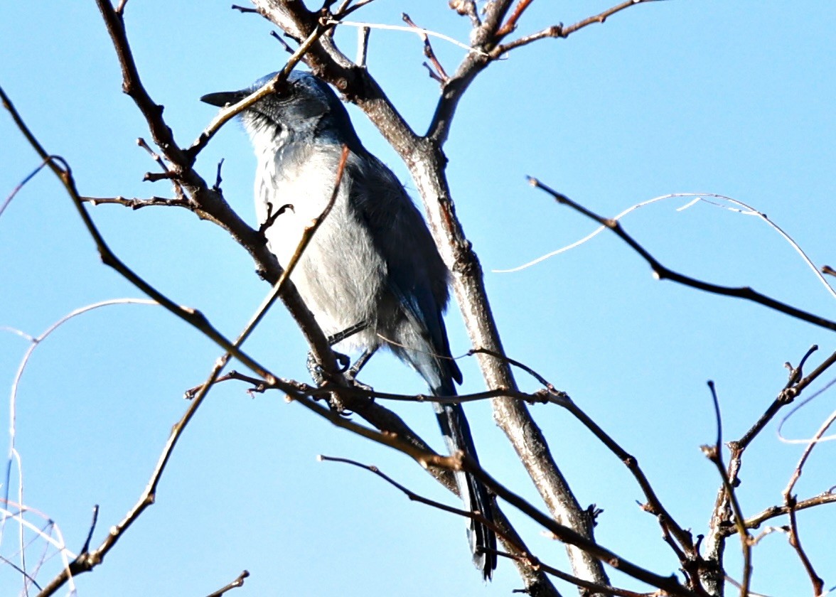 Сойка сонорська - ML646302456