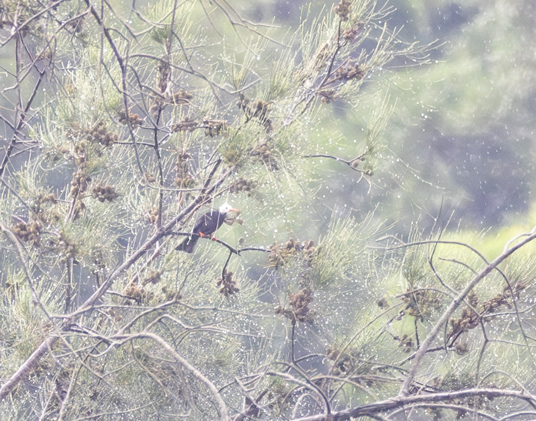 Горована гімалайська [група leucocephalus] - ML646302457