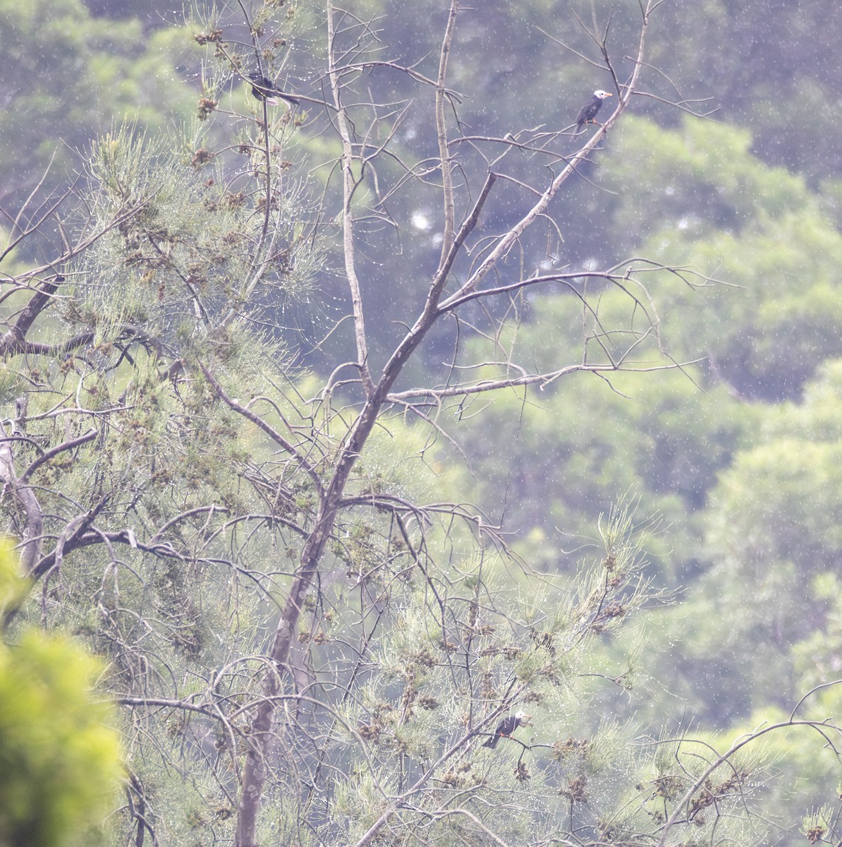 Горована гімалайська [група leucocephalus] - ML646302458