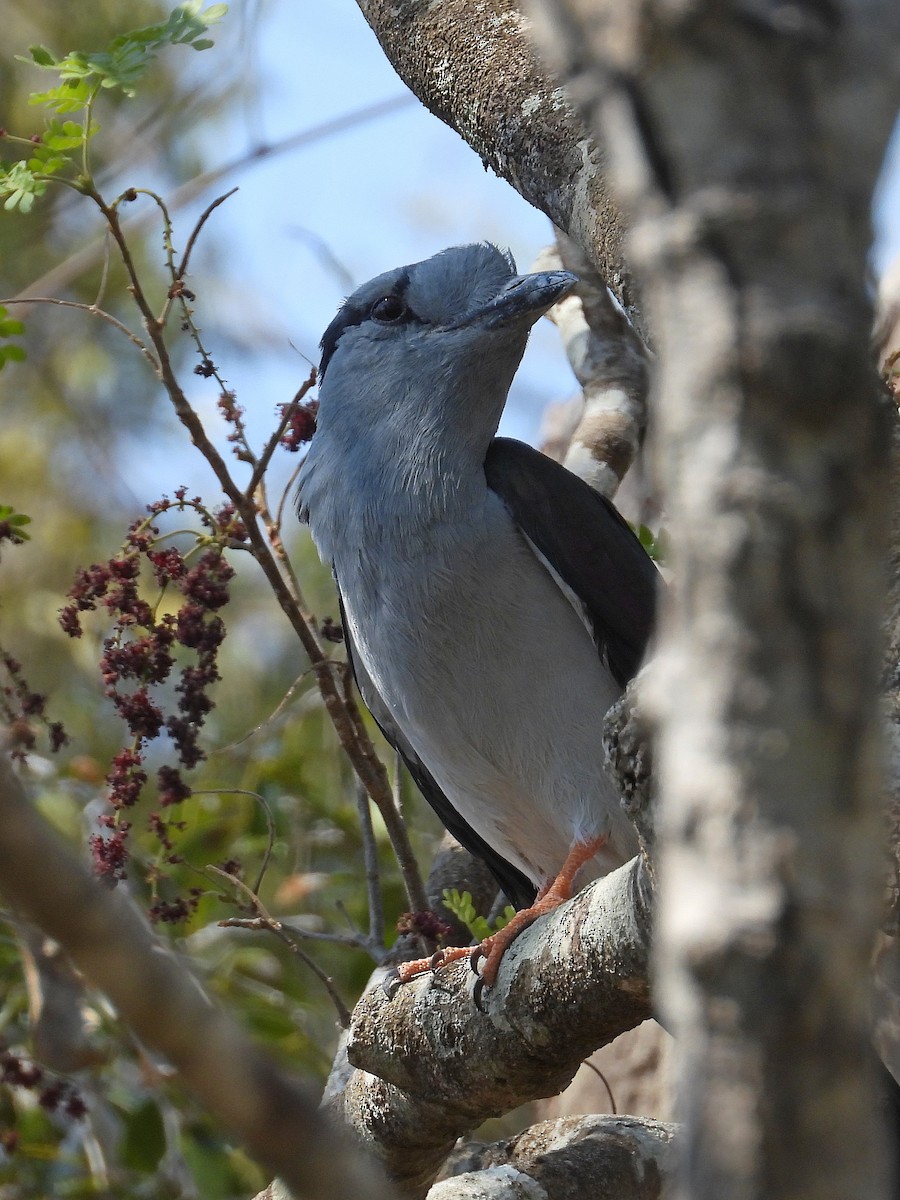 Кіромбо - ML646302459