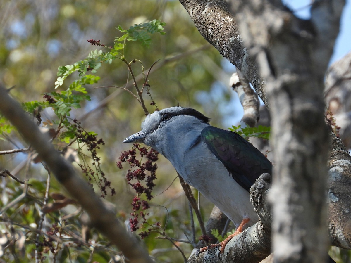 オオブッポウソウ - ML646302460