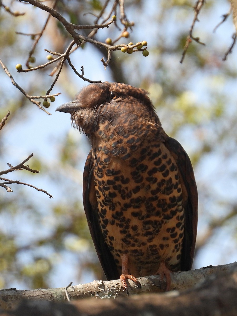 オオブッポウソウ - ML646302461