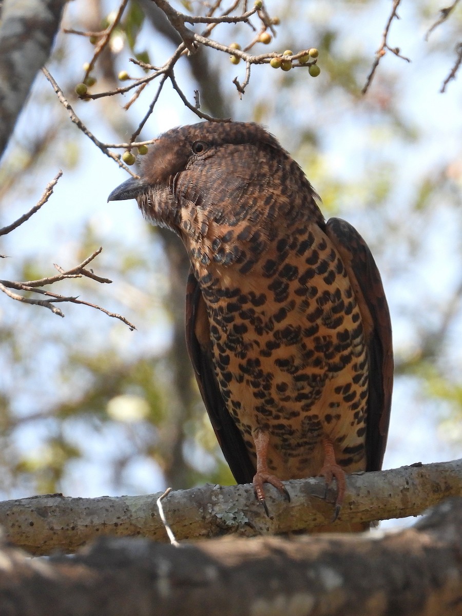 オオブッポウソウ - ML646302462