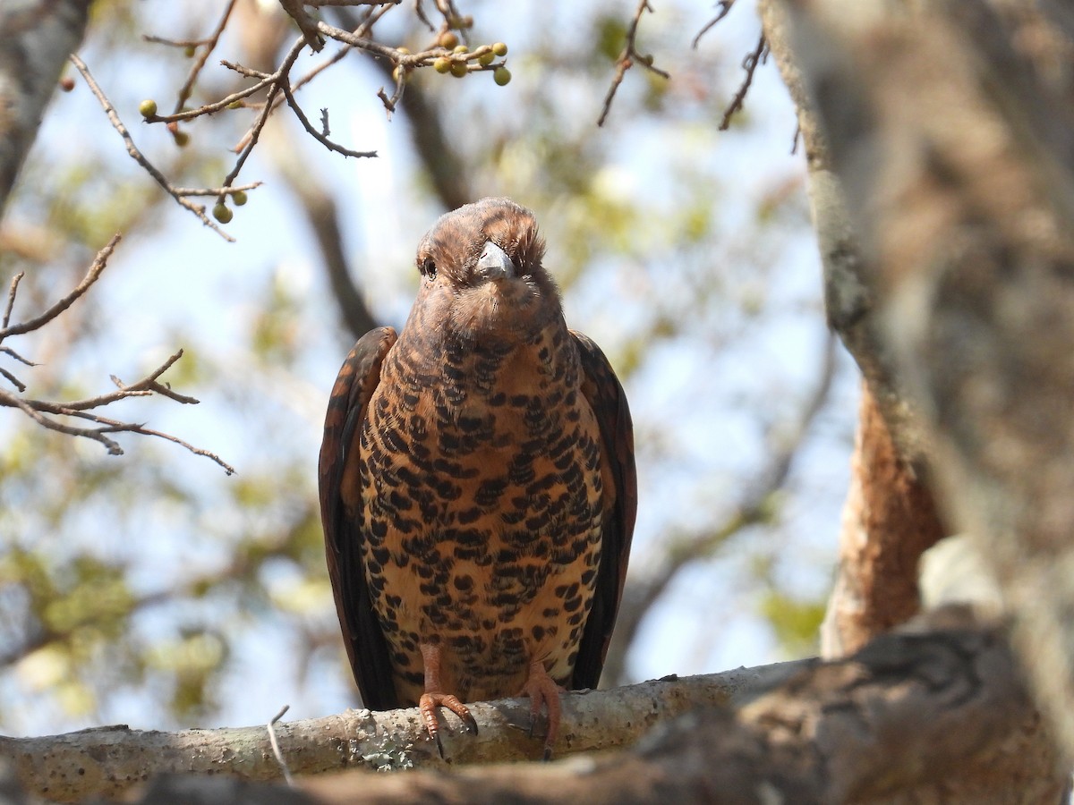 オオブッポウソウ - ML646302463