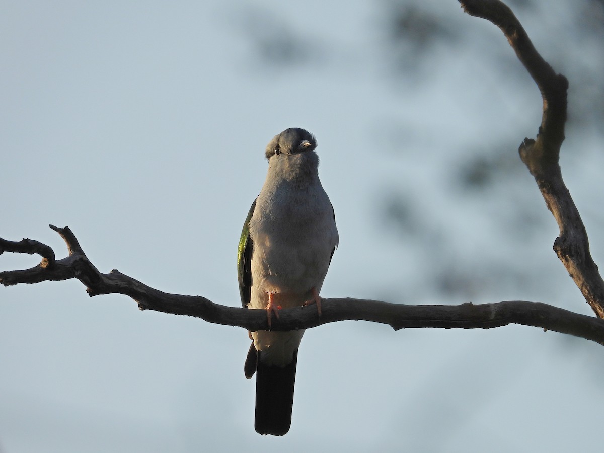 オオブッポウソウ - ML646302464