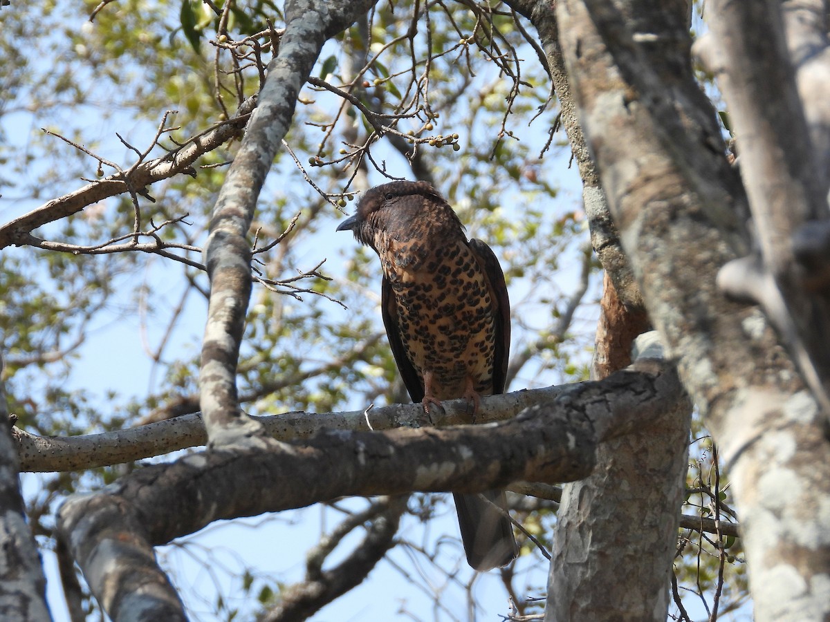 オオブッポウソウ - ML646302465