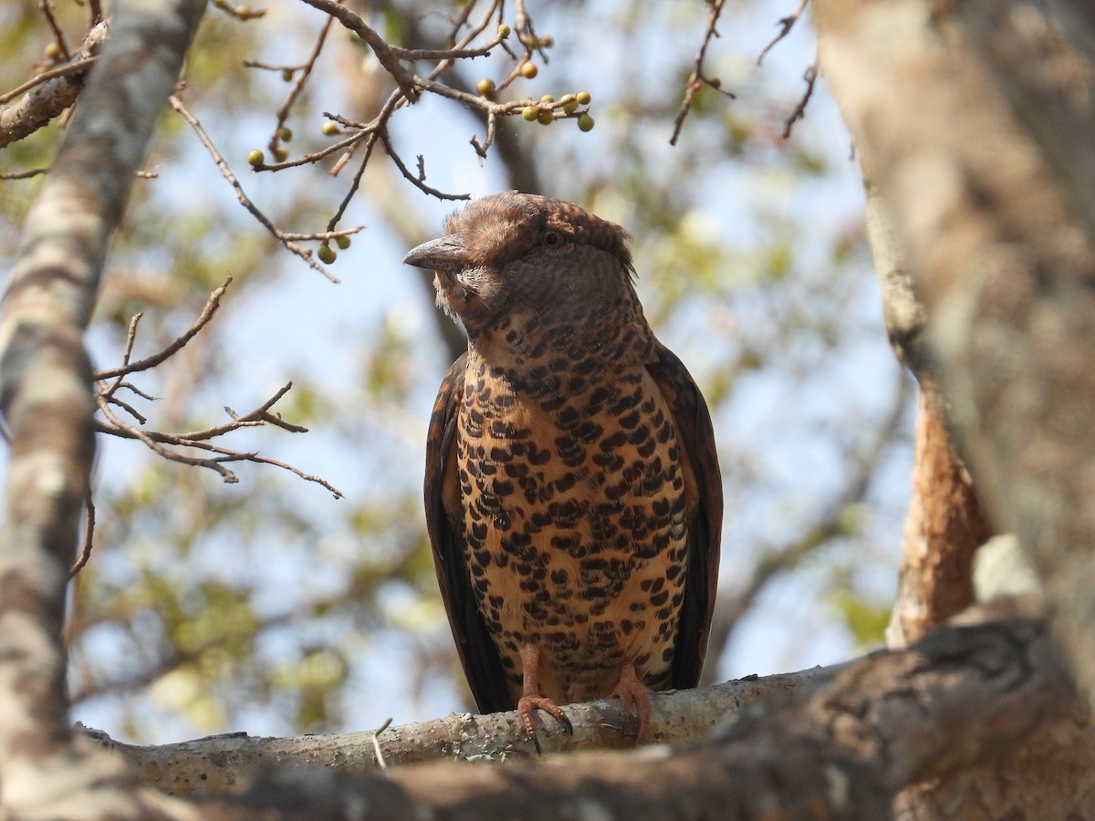 オオブッポウソウ - ML646302466