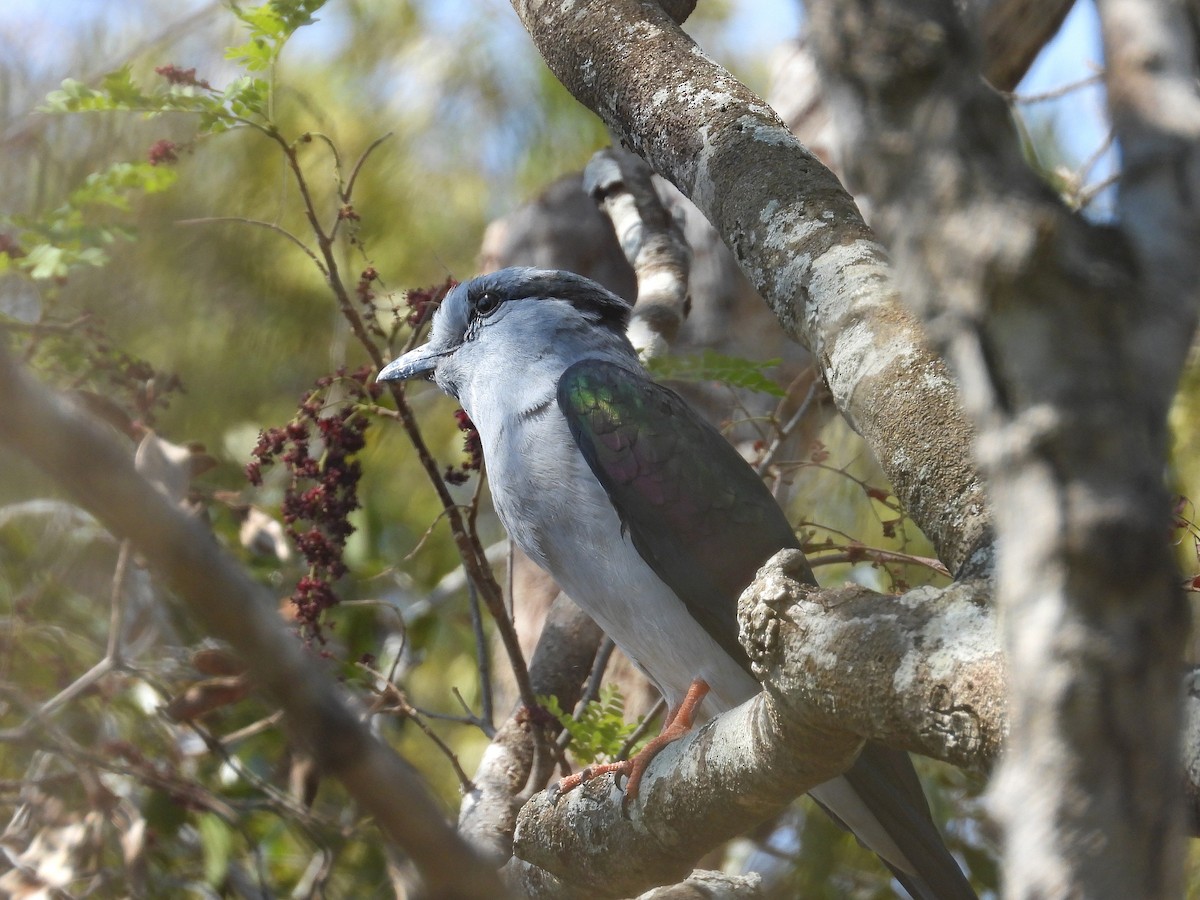 オオブッポウソウ - ML646302467