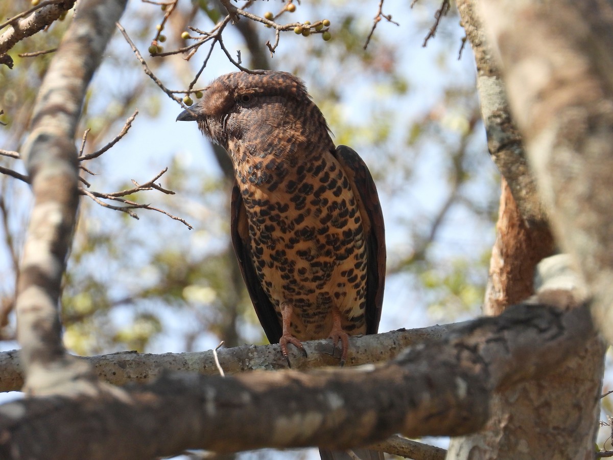 オオブッポウソウ - ML646302468