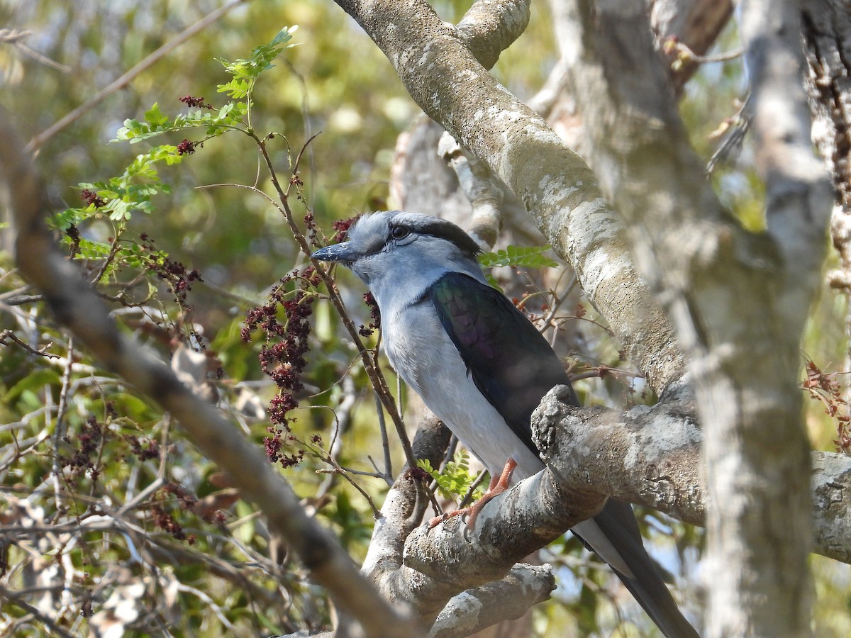 オオブッポウソウ - ML646302469