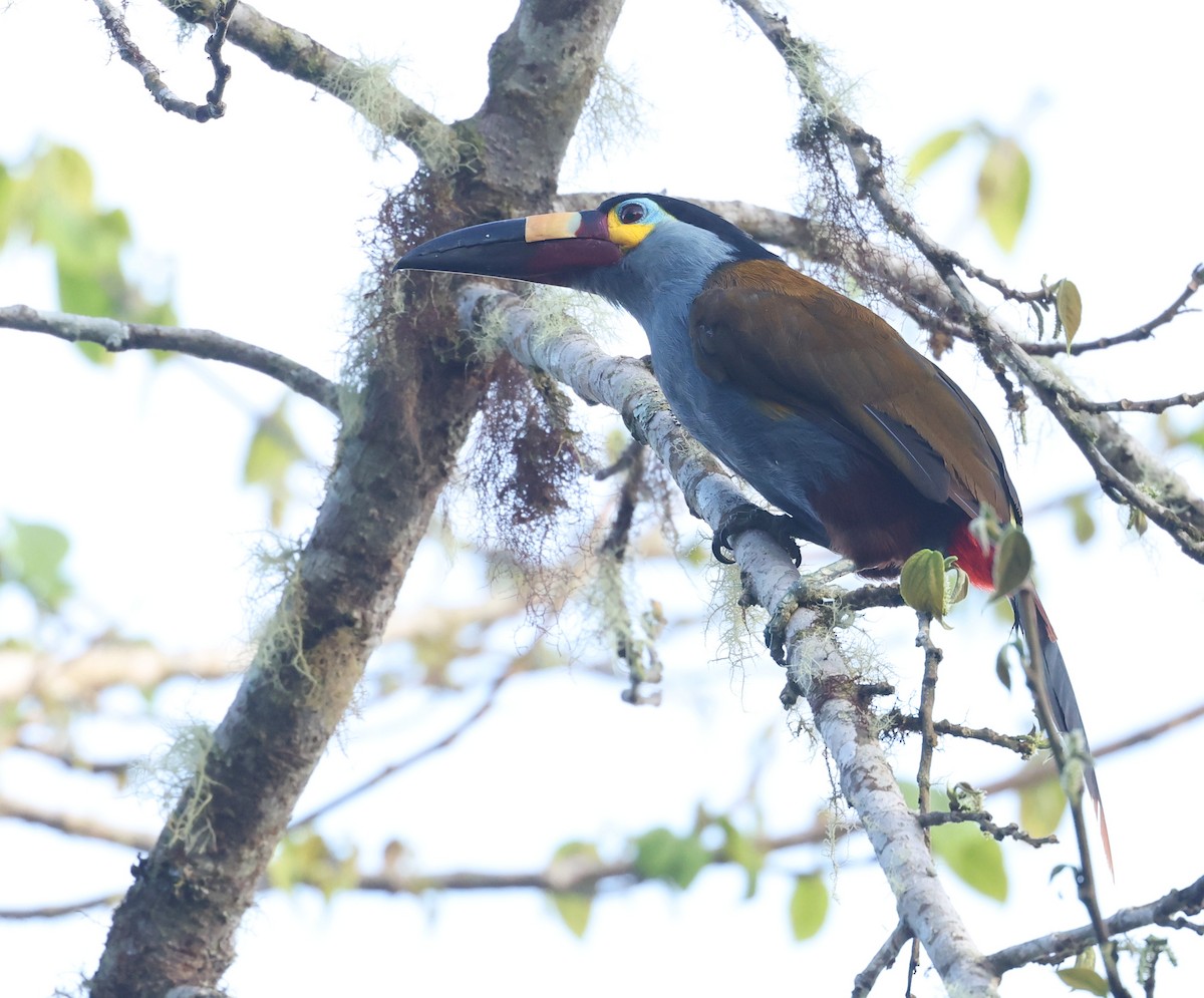 Андигена строкатодзьоба - ML646302470