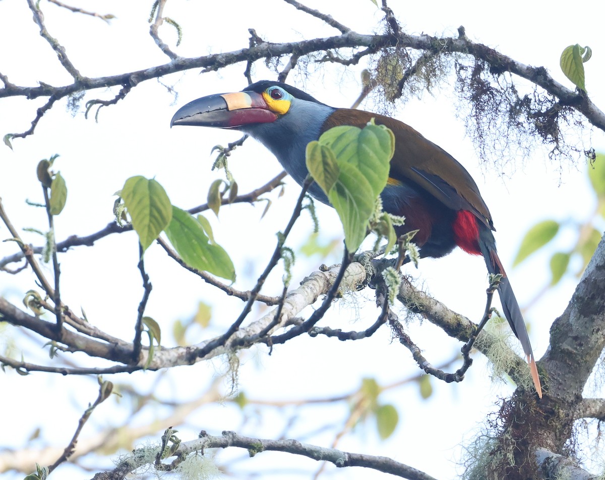 Андигена строкатодзьоба - ML646302471