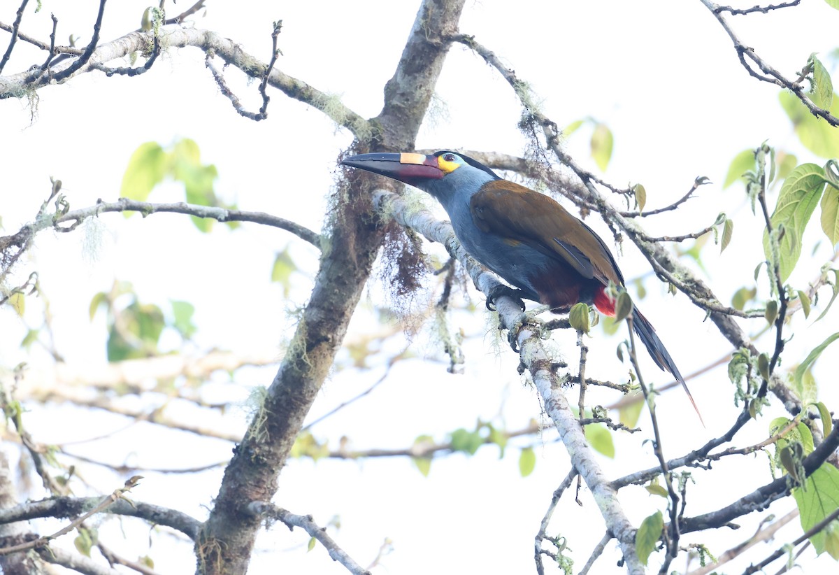 Андигена строкатодзьоба - ML646302472