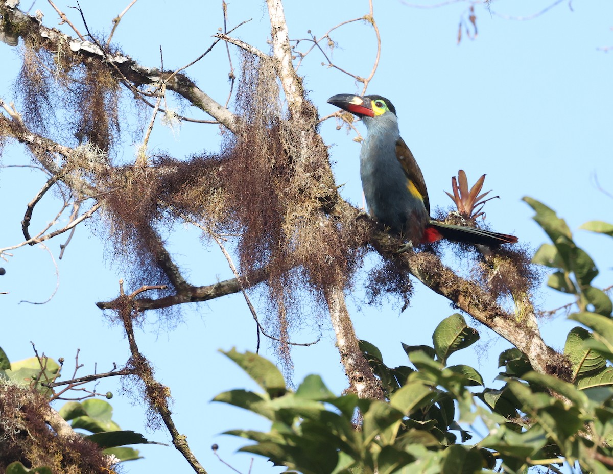 Андигена строкатодзьоба - ML646302473