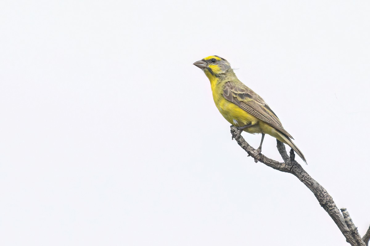 Щедрик жовтолобий - ML646302477