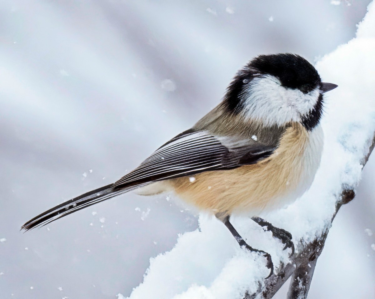 Гаїчка світлокрила - ML646302478