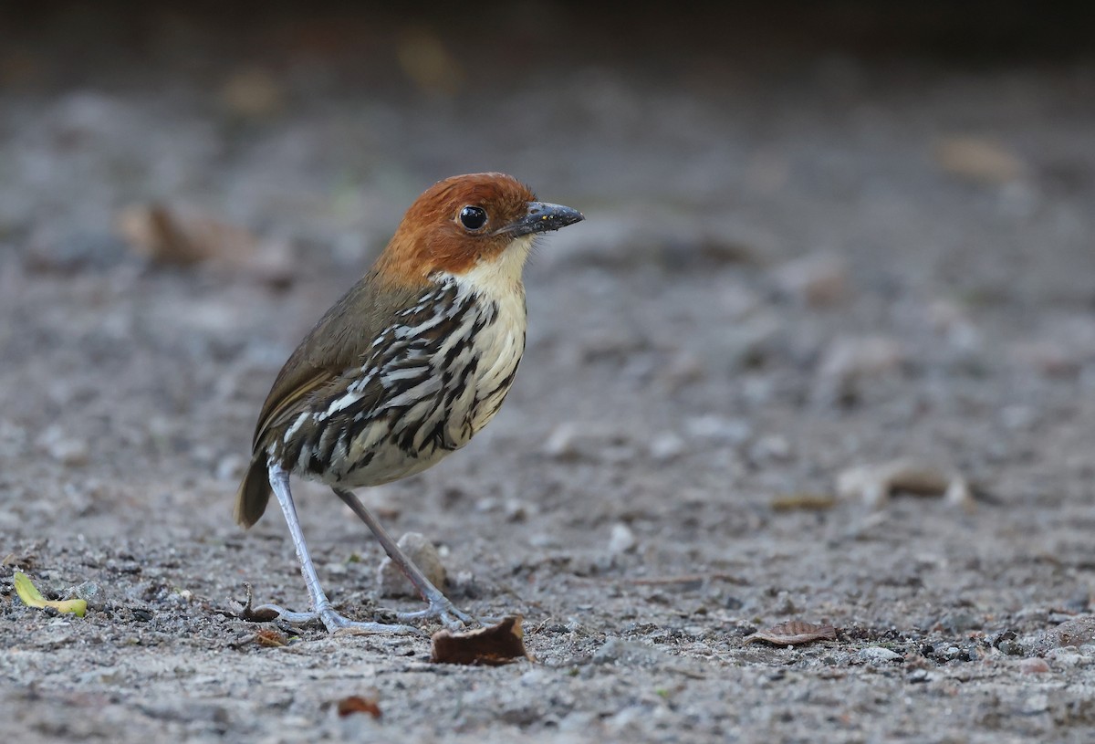 Мурашниця рудоголова - ML646302479