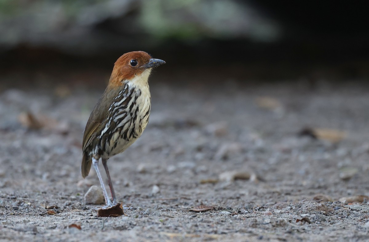 Мурашниця рудоголова - ML646302480