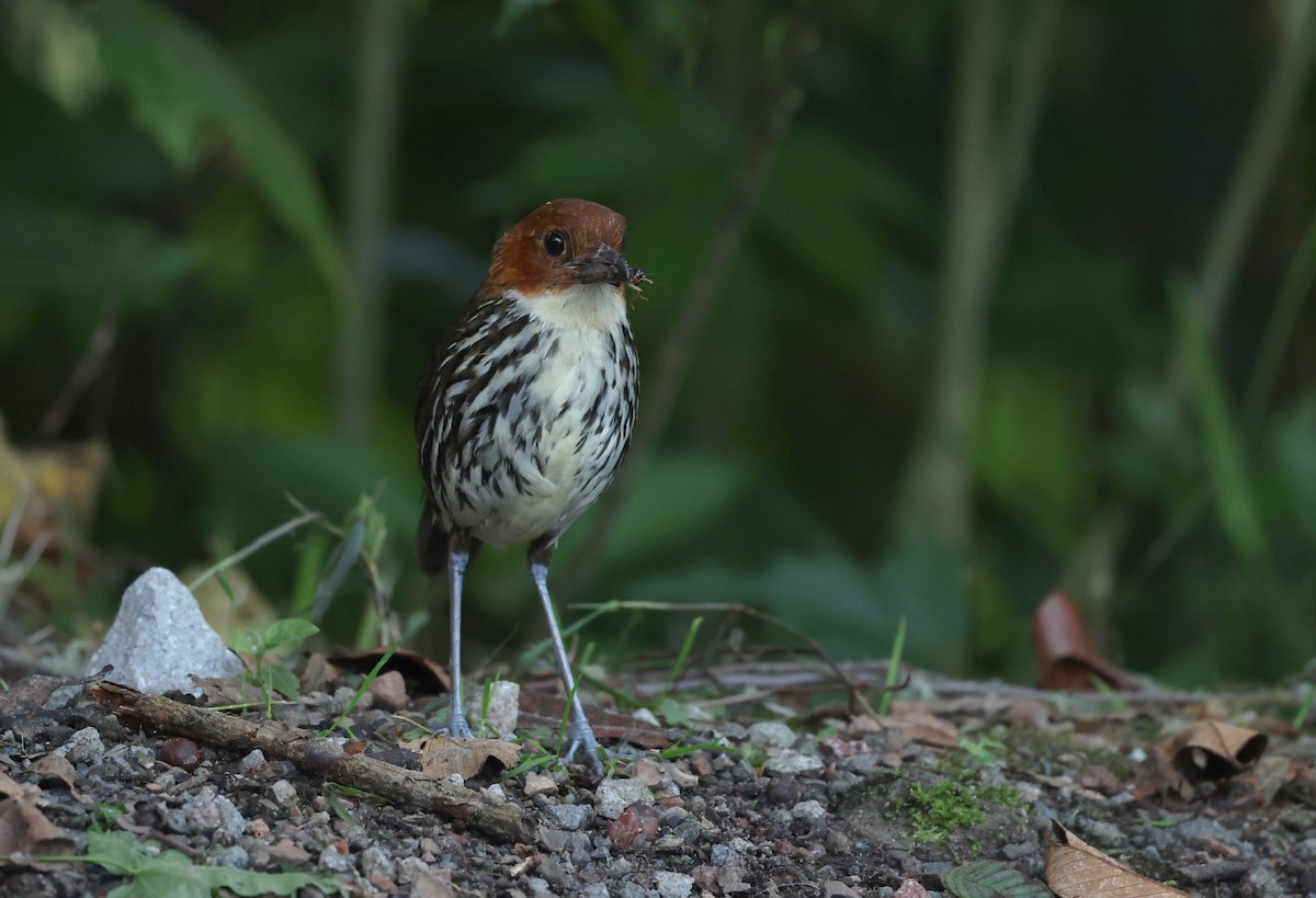 Мурашниця рудоголова - ML646302481