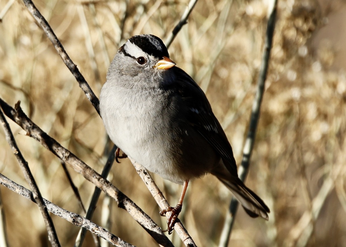 Бруант білобровий - ML646302482