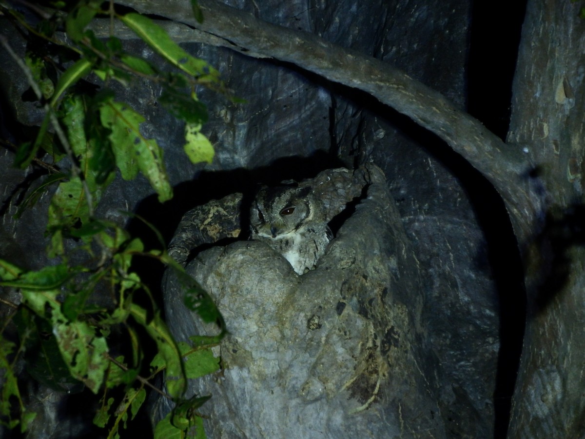Indian Scops-Owl - ML646302483