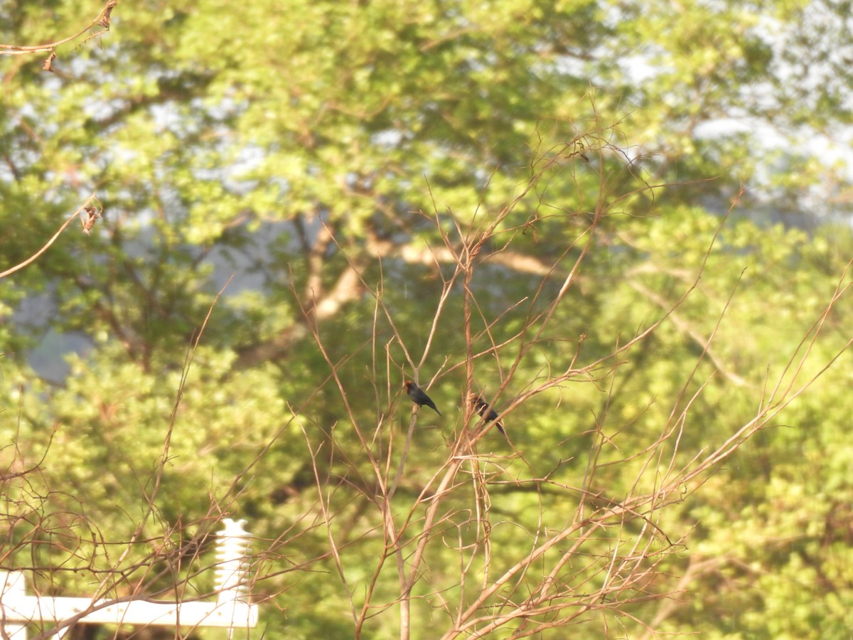 Каруг рудоголовий - ML646302484