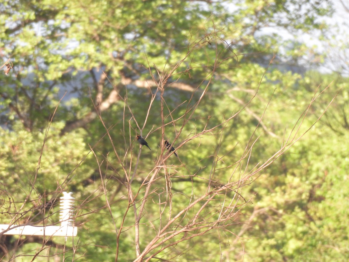 Каруг рудоголовий - ML646302485