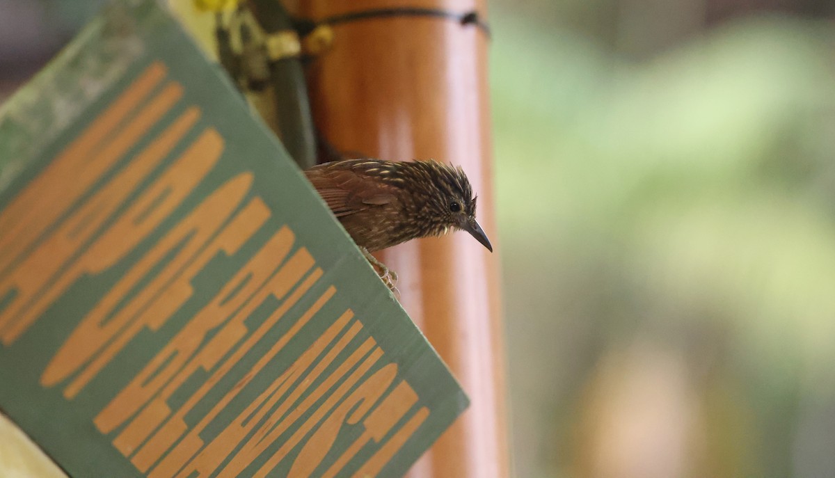 Striped Treehunter - ML646302486