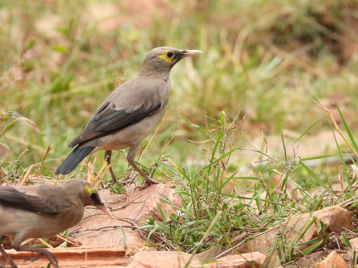Бородатый скворец - ML646302491