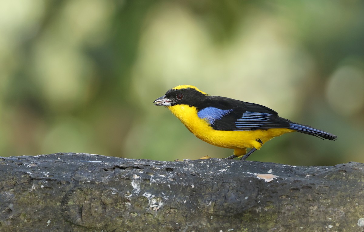 Blue-winged Mountain Tanager - ML646302494