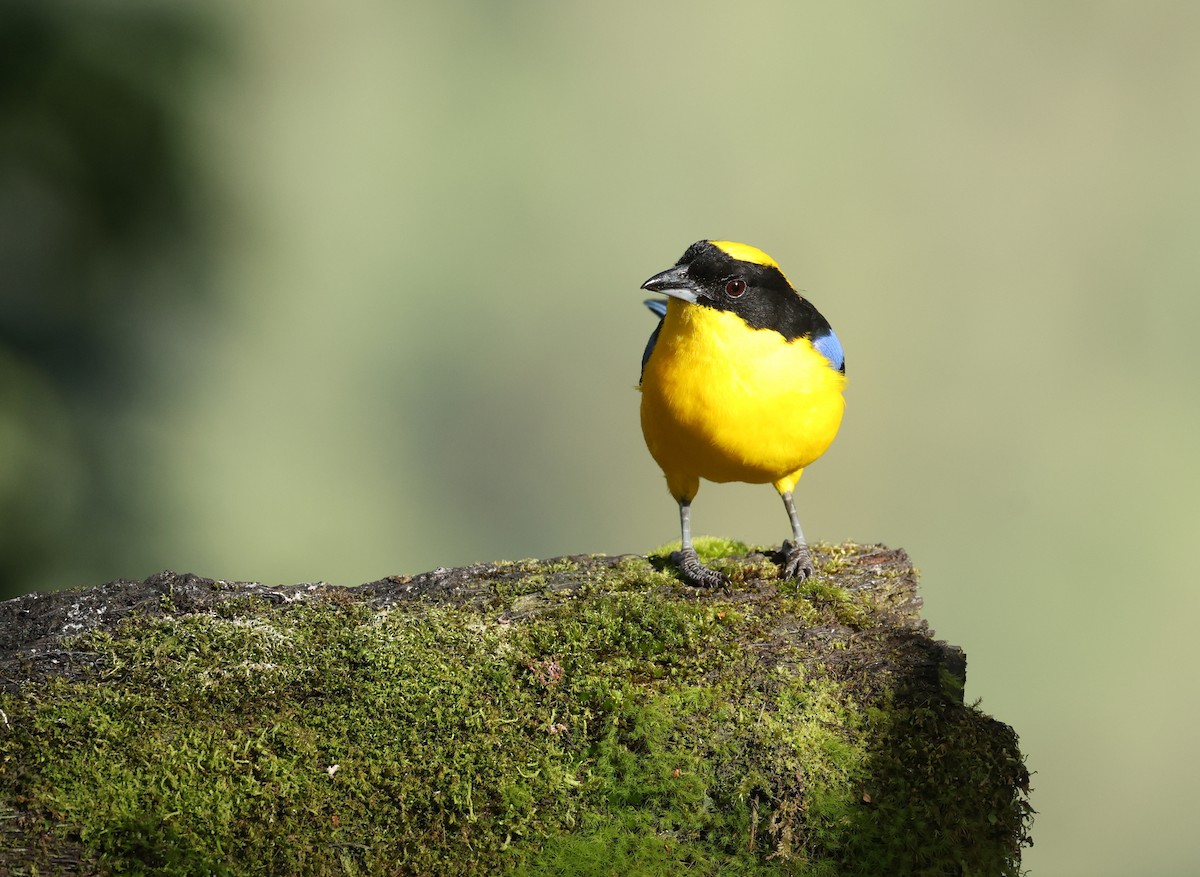 Blue-winged Mountain Tanager - ML646302495