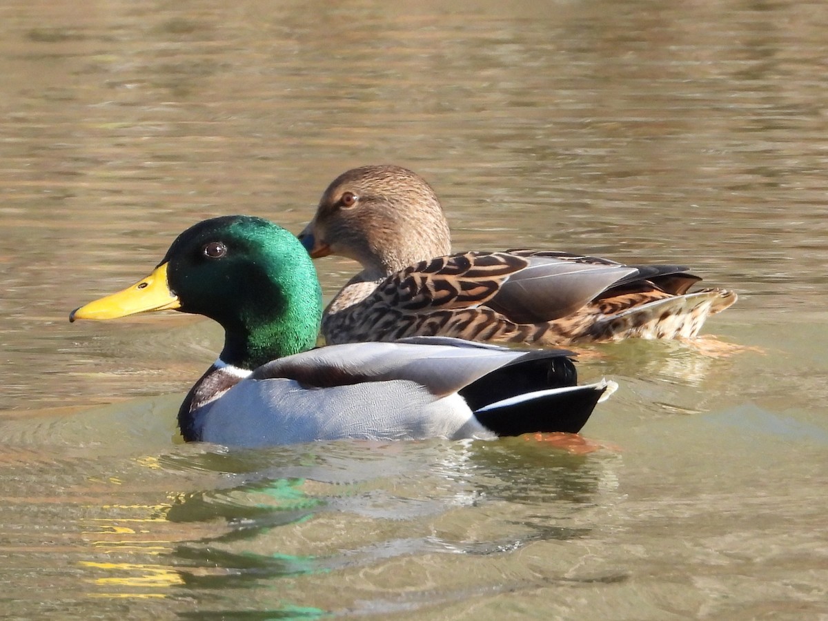 マガモ - ML646302498