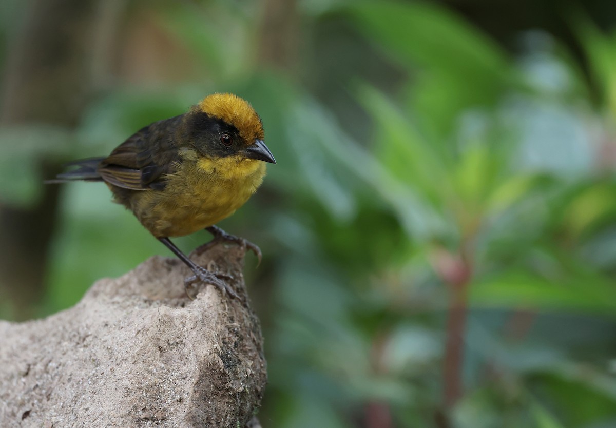 Choco Brushfinch - ML646302499