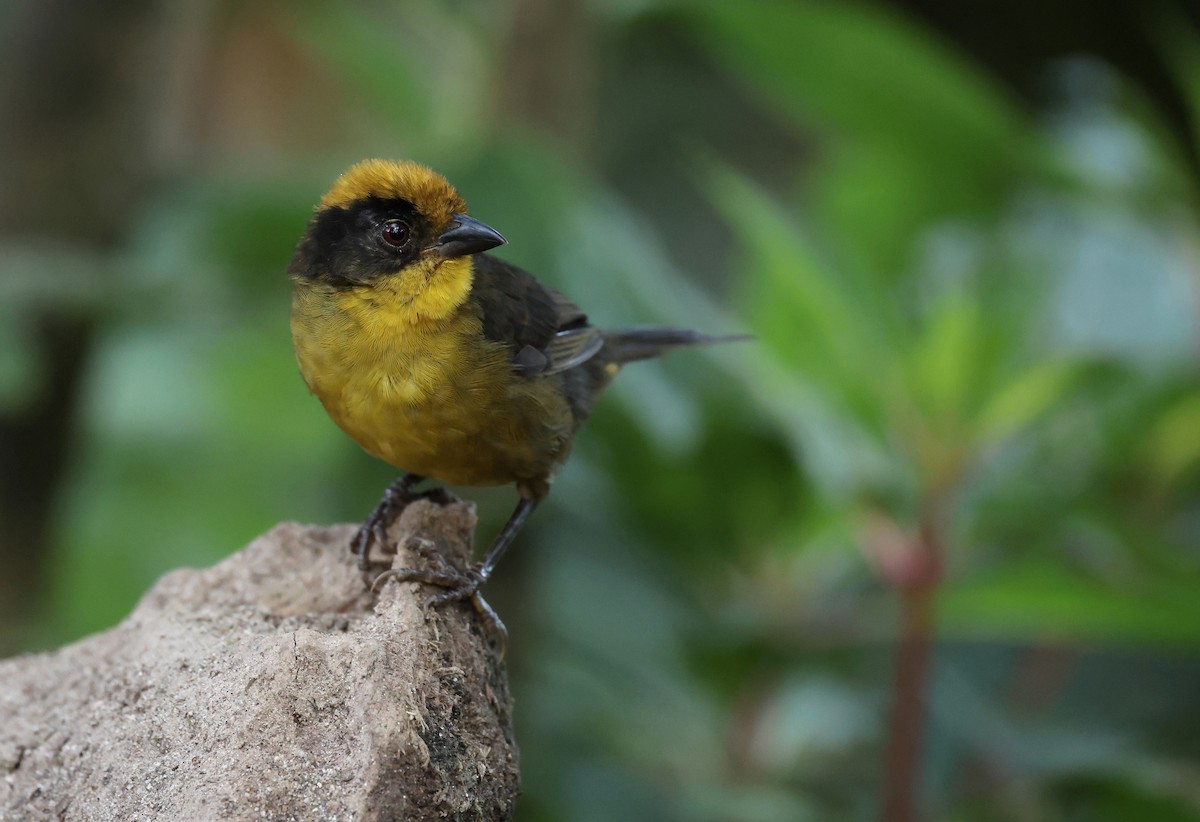 Choco Brushfinch - ML646302500