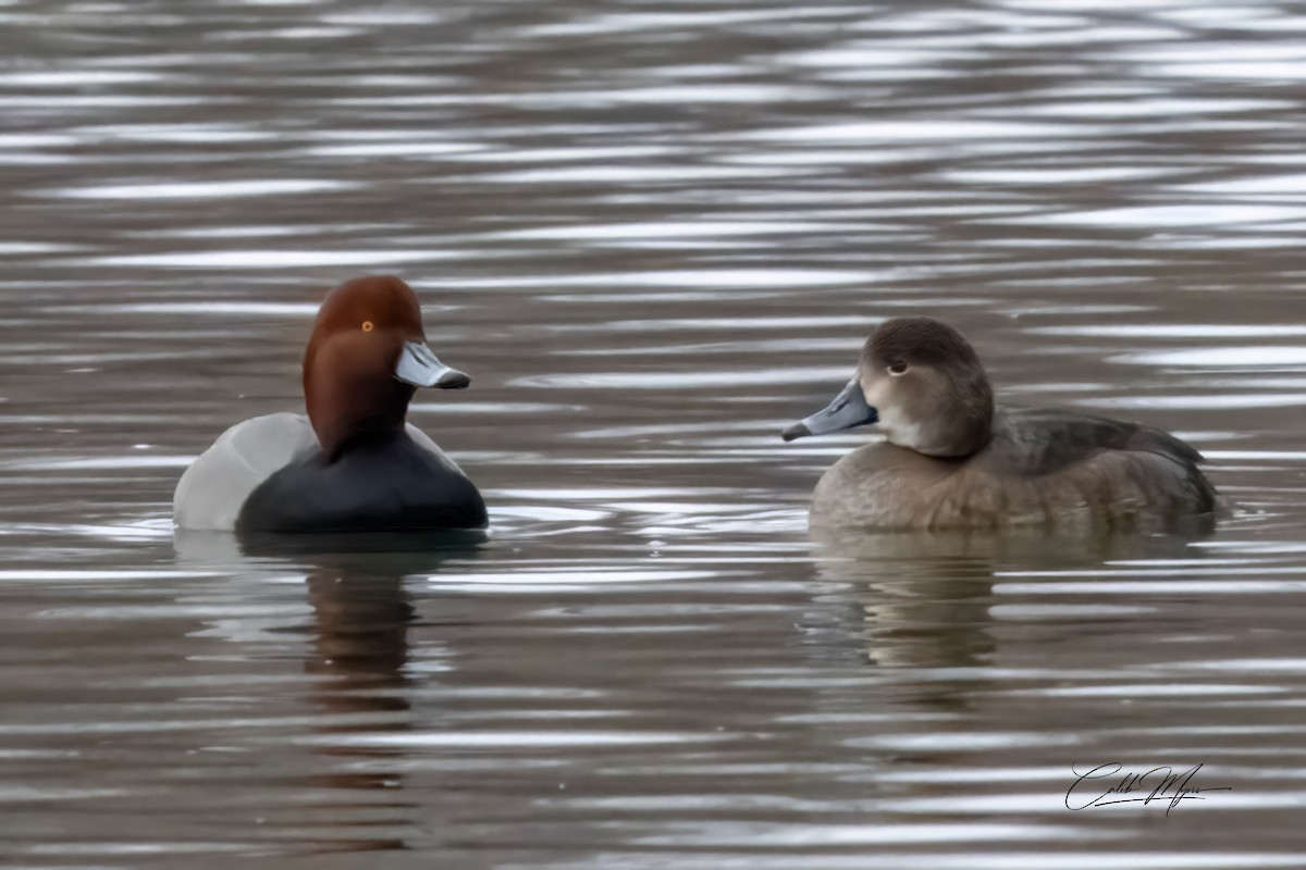 Redhead - ML646302503