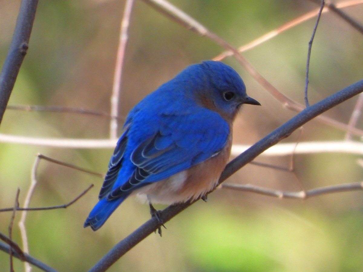 ルリツグミ - ML646302512