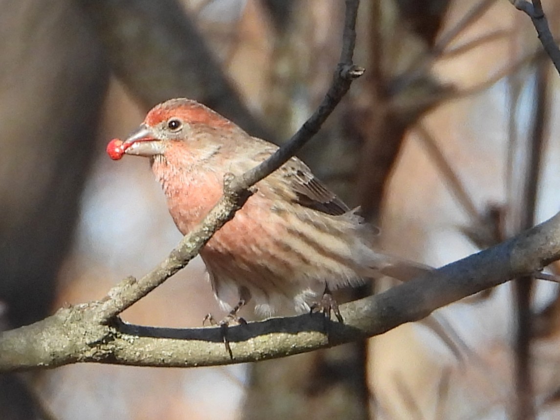 メキシコマシコ - ML646302521