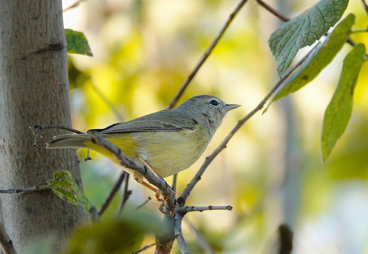 Orange-crowned Warbler - ML646302523